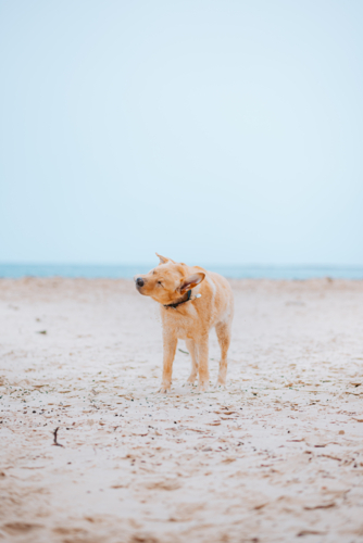 A labrador dog on a beach setting during a sunny day - Australian Stock Image