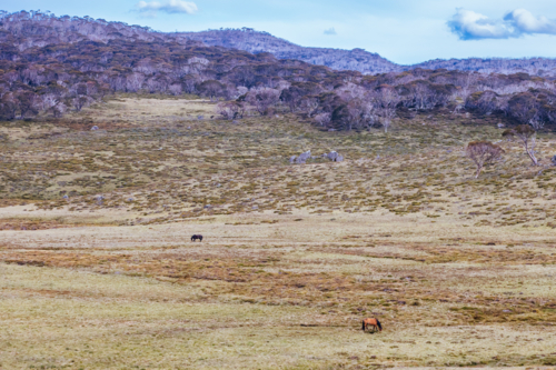 A landscape view with wild brumbies on the Cascade Hut Trail near Dead Horse Gap and Thredbo - Australian Stock Image