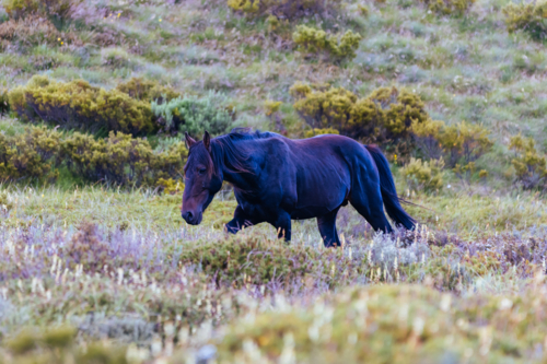 A landscape view with wild brumbies on the Cascade Hut Trail near Dead Horse Gap and Thredbo - Australian Stock Image