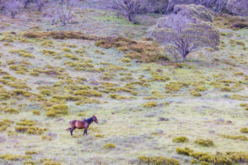 A landscape view with wild brumby on the Cascade Hut Trail near Dead Horse Gap and Thredbo - Australian Stock Image