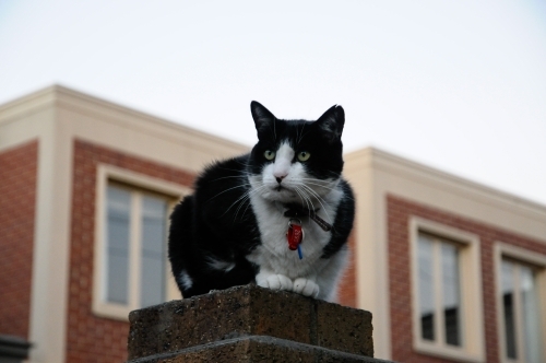 A large black and white cat sits on top of a pillar