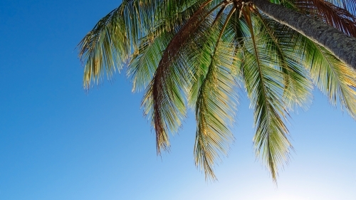 A large coconut palm against  a blue sky backdrop