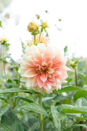 A large Dahlia flower with buds - Australian Stock Image