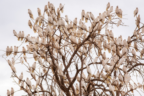 A large flock of corellas perched on tree branches - Australian Stock Image