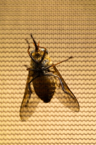 A large horse fly sitting on the outside of mosquito mesh - Australian Stock Image