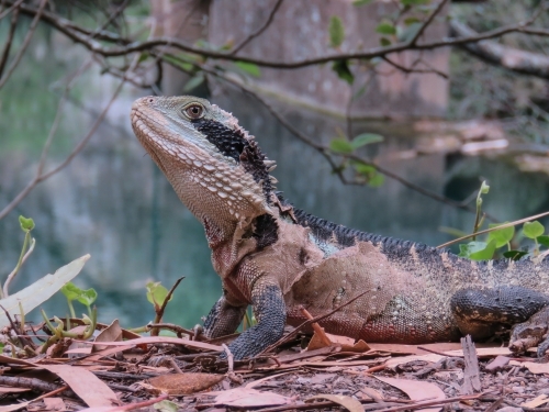 A water dragon sits by a pond as it sheds its old skin,