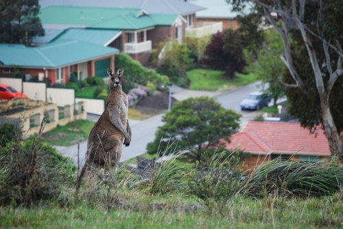 A large male kangaroo standing tall with a new suburb behind it