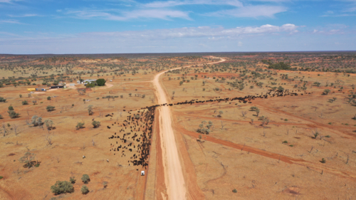 A large mob of cattle strung out crossing a dirt road - Australian Stock Image