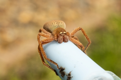 A large orange female Australian badge huntsman spider (Neosparassus Diana) - Australian Stock Image