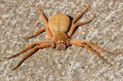 A large orange female Australian badge huntsman spider (Neosparassus Diana) flattened on concrete - Australian Stock Image