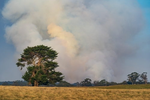 A large plume of smoke rising from a bushfire