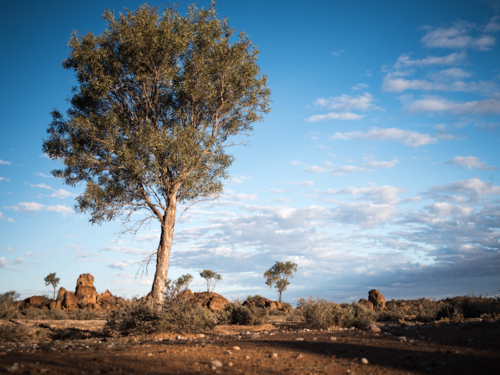 A large tree in a rocky landscape at Tibooburra, New South Wales - Australian Stock Image