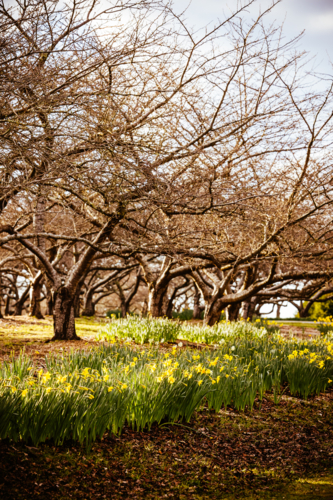 A late winter afternoon in Dandenong Ranges Botanic Garden as daffodils begin to bloom - Australian Stock Image