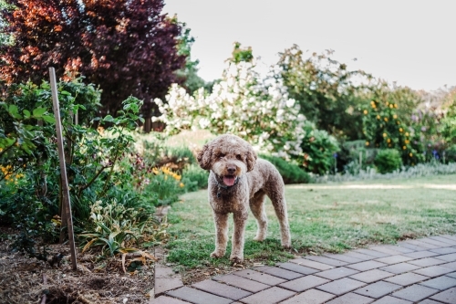 A light coloured Italian water dog stands at distance in a beautiful backyard garden.