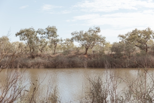 a line of trees and bushes on riverbank in remote Australia - Australian Stock Image