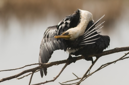 A Little Pied Cormorant grooming itself on a branch
