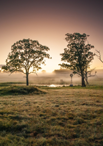 A little windmill between two gum trees by a dam underneath a sunrise sky - Australian Stock Image