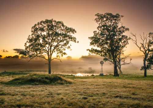 A little windmill between two gum trees by a dam underneath a sunrise sky - Australian Stock Image