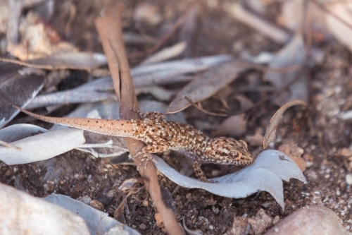 A lizard camouflaged among dry leaves and twigs on the ground. - Australian Stock Image
