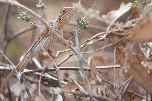 A lizard camouflaged with the twigs and dry leaves - Australian Stock Image