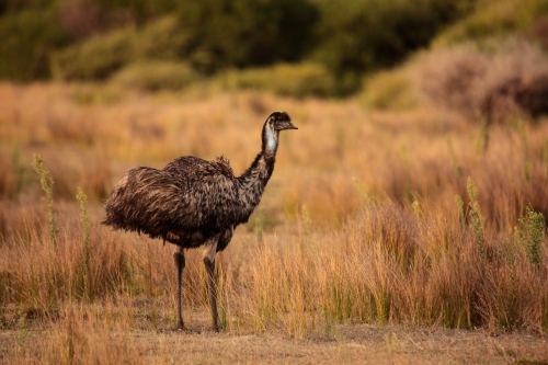 a lone Australian native Emu in native grasslands of Wilsons Promontory National Park, Victoria - Australian Stock Image