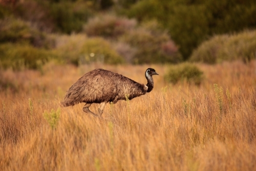 a lone Australian native Emu in native grasslands of Wilsons Promontory National Park, Victoria - Australian Stock Image
