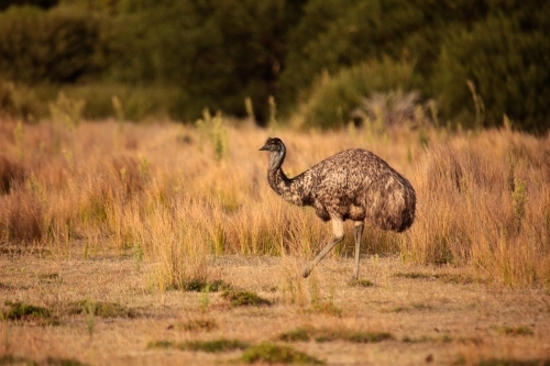 a lone Australian native Emu in native grasslands of Wilsons Promontory National Park, Victoria