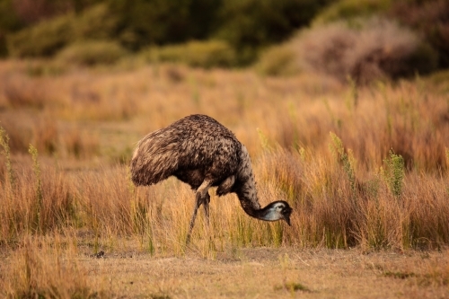 a lone Australian native Emu in native grasslands of Wilsons Promontory National Park, Victoria - Australian Stock Image