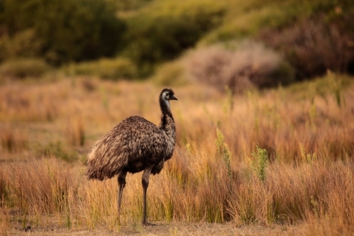 a lone Australian native Emu in native grasslands of Wilsons Promontory National Park, Victoria - Australian Stock Image