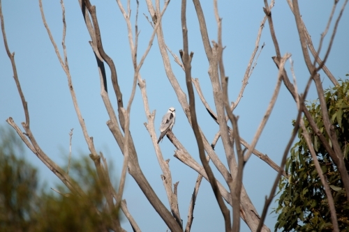 A lone black shouldered Kite perched in a dead white bleached dry tree searching for Prey - Australian Stock Image