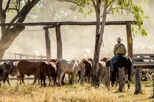 A lone horse rider counting the mob of cattle into the dusty yards.