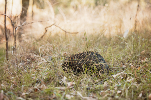 A lone Native Australian Echidna attempting to hide in long grass - Australian Stock Image