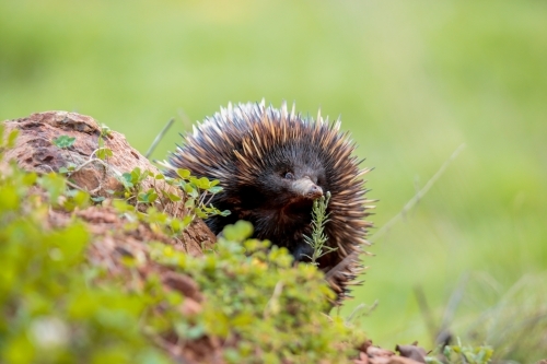 A lone Native Australian Echidna foraging for food in the grass - Australian Stock Image