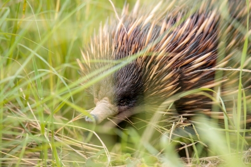 A lone Native Australian Echidna foraging for food in the grass - Australian Stock Image