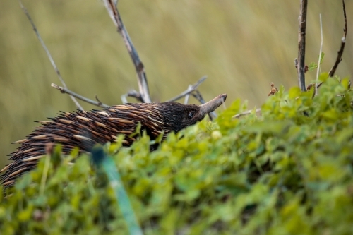 A lone Native Australian Echidna foraging for food in the grass - Australian Stock Image
