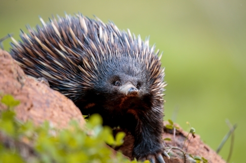 A lone Native Australian Echidna foraging for food in the grass - Australian Stock Image
