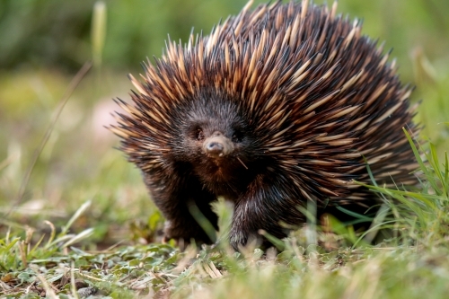 A lone Native Australian Echidna foraging for food in the grass - Australian Stock Image