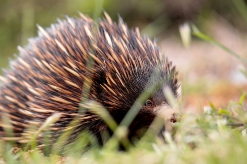 A lone Native Australian Echidna foraging for food in the grass - Australian Stock Image