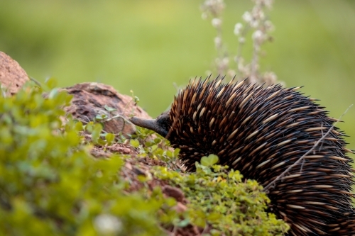 A lone Native Australian Echidna foraging for food in the grass - Australian Stock Image