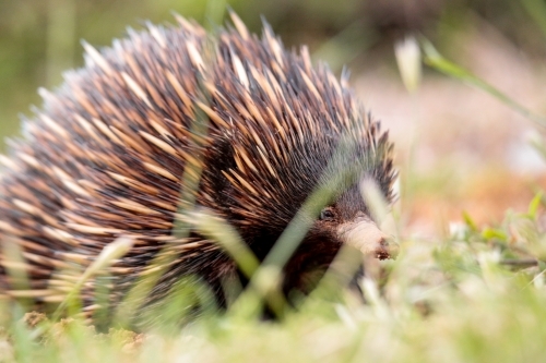 A lone Native Australian Echidna foraging for food in the grass - Australian Stock Image