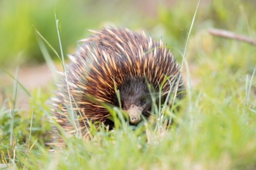 A lone Native Australian Echidna foraging for food in the grass - Australian Stock Image