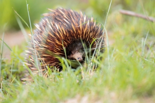 A lone Native Australian Echidna foraging for food in the grass - Australian Stock Image