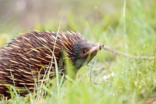 A lone Native Australian Echidna foraging for food in the grass - Australian Stock Image