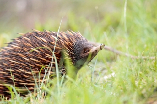 A lone Native Australian Echidna foraging for food in the grass