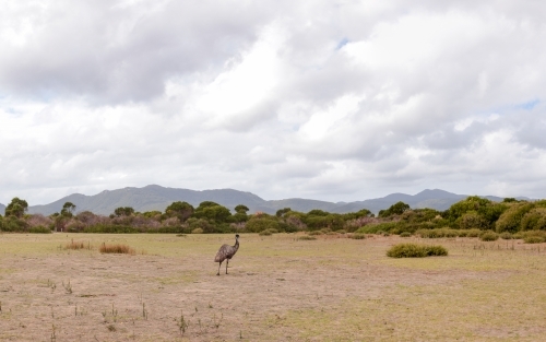 a lone native Australian Emu in a grassland area with the mountains of Wilsons Prom National Park