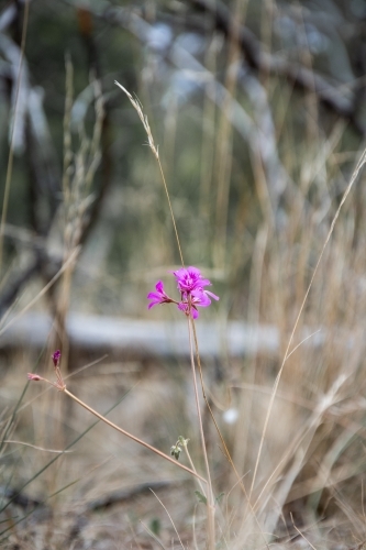 A Lone Pink Flower in a Field of Dried Grass
