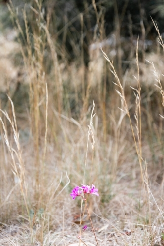 A Lone Pink Flower in a Field of Dried Grass - Australian Stock Image