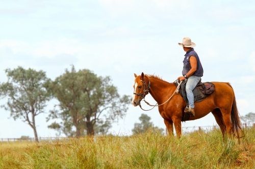 A lone stockman on horseback in paddock. - Australian Stock Image