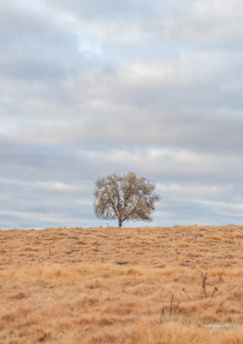 A lone tree in a paddock underneath a cloudy sky - Australian Stock Image