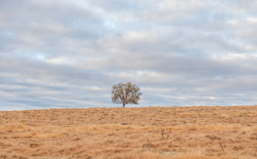 A lone tree in a winter's field underneath a moody cloudy sky - Australian Stock Image